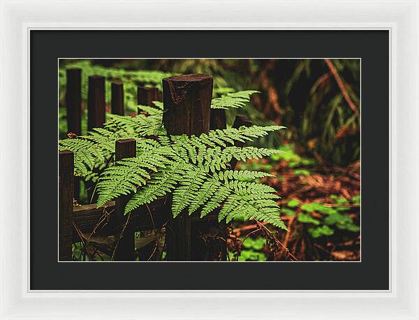 Fern Leaves on Wooden Fence - Framed Print