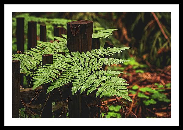 Fern Leaves on Wooden Fence - Framed Print