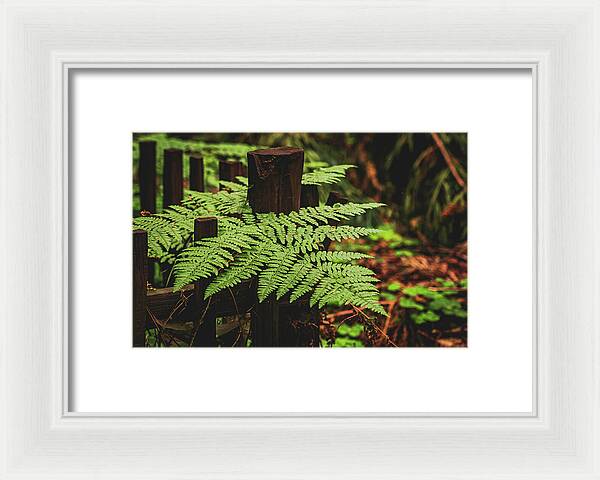 Fern Leaves on Wooden Fence - Framed Print