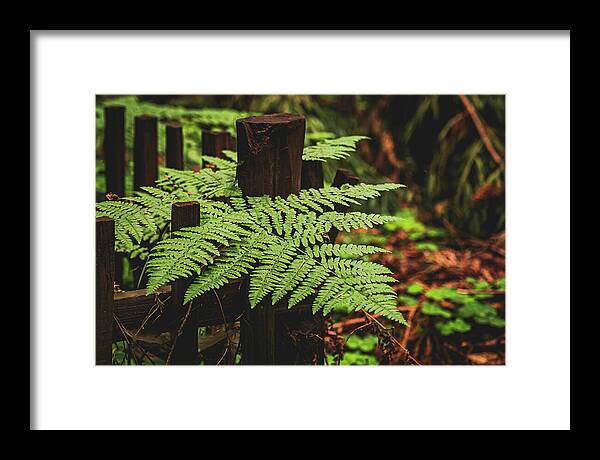 Fern Leaves on Wooden Fence - Framed Print