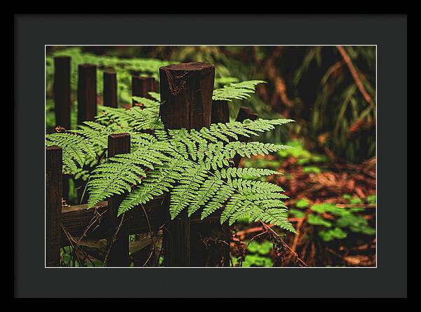 Fern Leaves on Wooden Fence - Framed Print