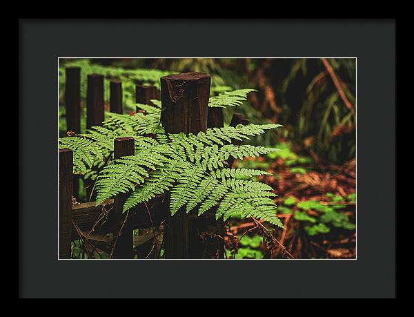 Fern Leaves on Wooden Fence - Framed Print