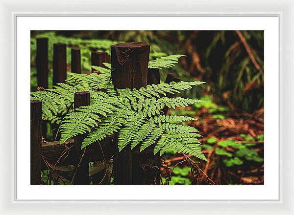 Fern Leaves on Wooden Fence - Framed Print