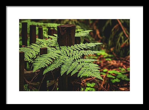 Fern Leaves on Wooden Fence - Framed Print