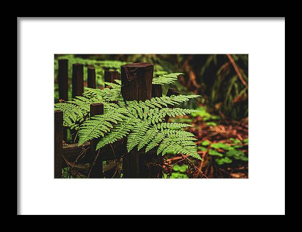 Fern Leaves on Wooden Fence - Framed Print