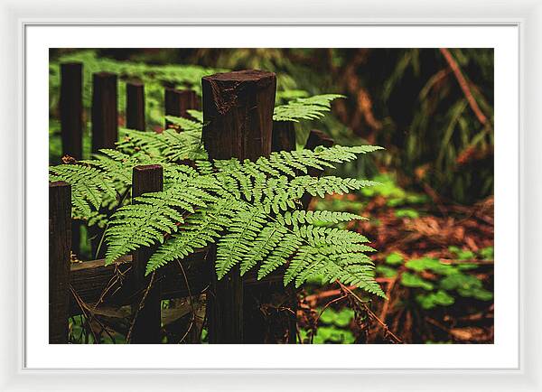 Fern Leaves on Wooden Fence - Framed Print