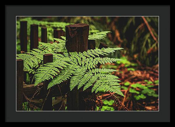 Fern Leaves on Wooden Fence - Framed Print