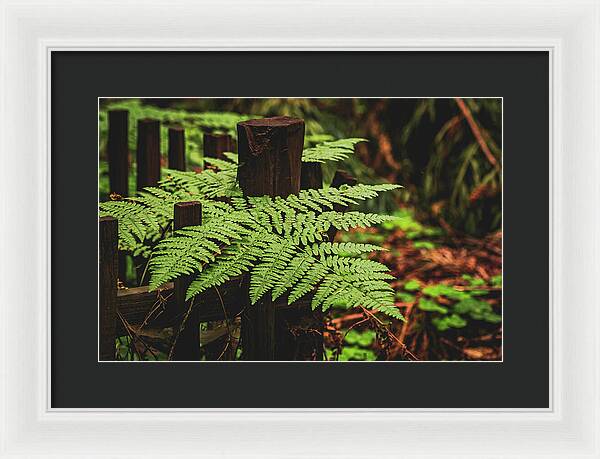 Fern Leaves on Wooden Fence - Framed Print