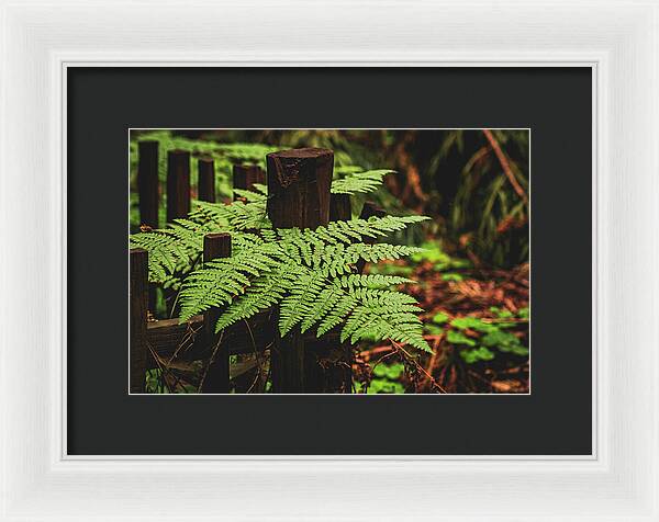 Fern Leaves on Wooden Fence - Framed Print