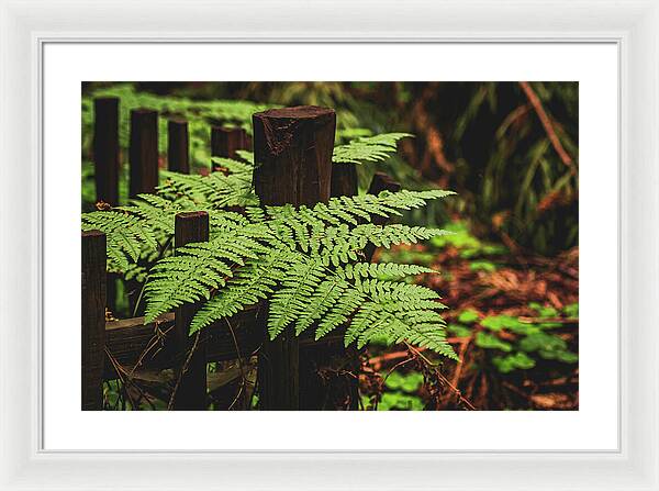 Fern Leaves on Wooden Fence - Framed Print