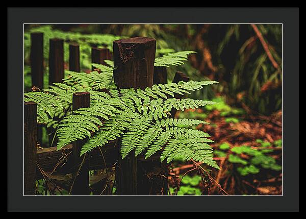 Fern Leaves on Wooden Fence - Framed Print