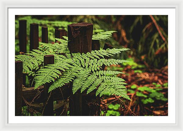 Fern Leaves on Wooden Fence - Framed Print