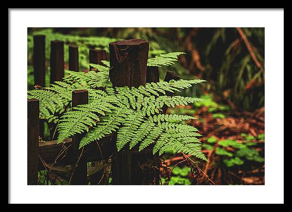 Fern Leaves on Wooden Fence - Framed Print