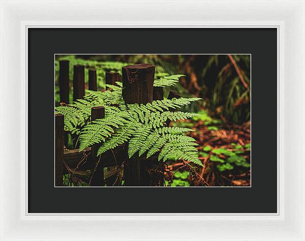 Fern Leaves on Wooden Fence - Framed Print