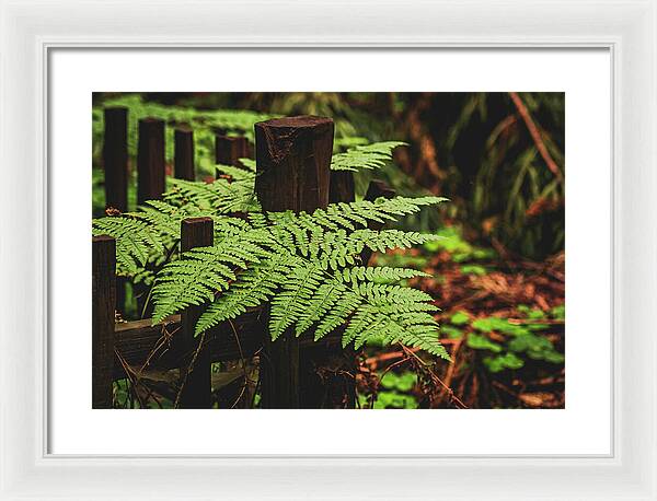 Fern Leaves on Wooden Fence - Framed Print