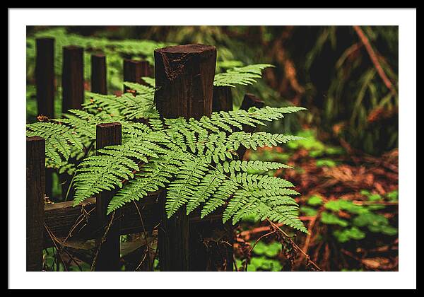 Fern Leaves on Wooden Fence - Framed Print