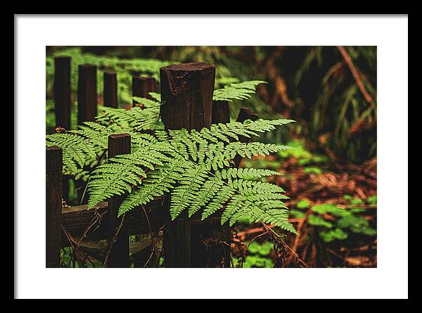 Fern Leaves on Wooden Fence - Framed Print