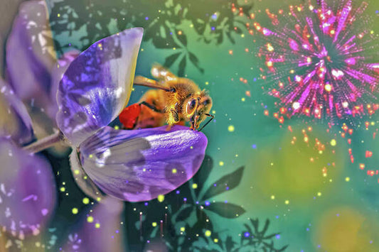 Fireworks and Bee on Flower - Art Print