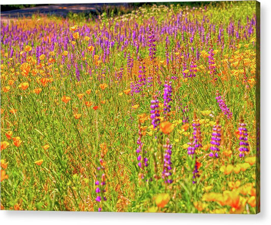 Flower Galore Purple and Yellow - Acrylic Print