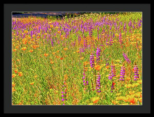 Flower Galore Purple and Yellow - Framed Print