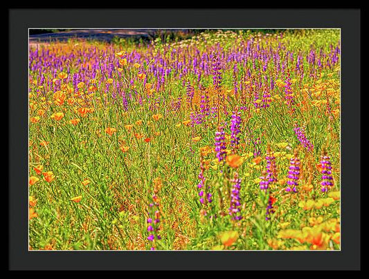 Flower Galore Purple and Yellow - Framed Print