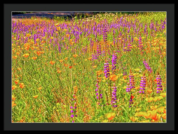 Flower Galore Purple and Yellow - Framed Print