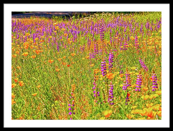 Flower Galore Purple and Yellow - Framed Print