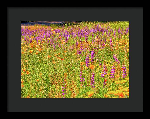 Flower Galore Purple and Yellow - Framed Print