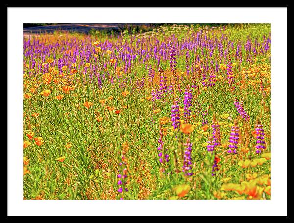 Flower Galore Purple and Yellow - Framed Print