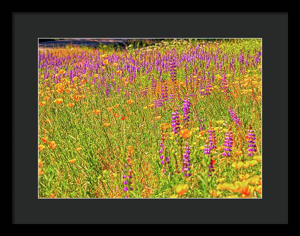 Flower Galore Purple and Yellow - Framed Print