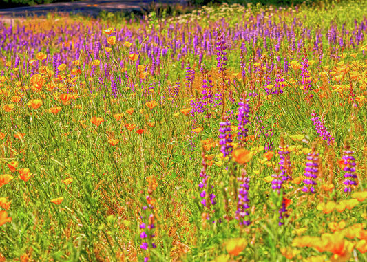 Flower Galore Purple and Yellow - Art Print