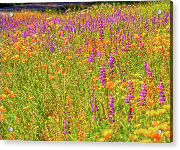 Flower Galore Purple and Yellow - Acrylic Print