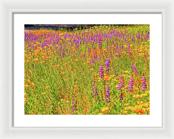 Flower Galore Purple and Yellow - Framed Print