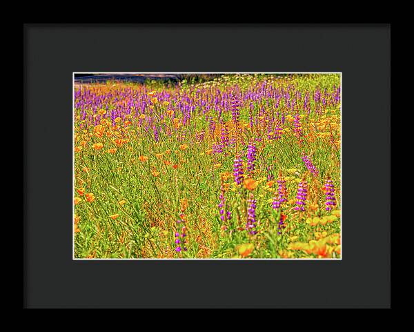 Flower Galore Purple and Yellow - Framed Print