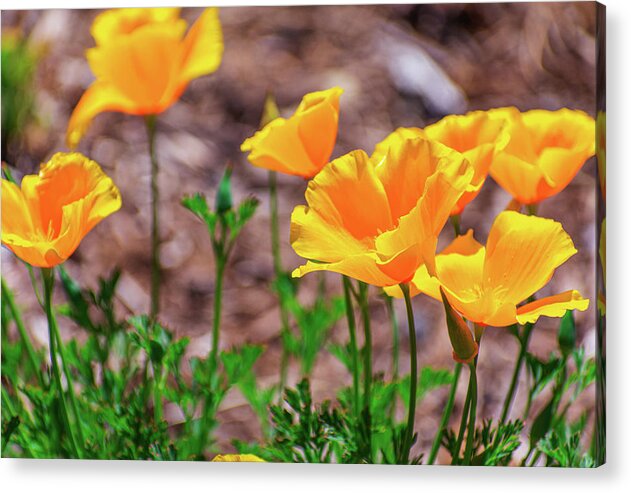 Flowers in Motion - Acrylic Print