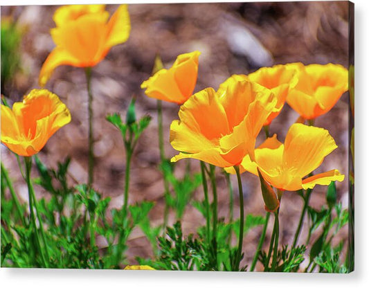 Flowers in Motion - Acrylic Print