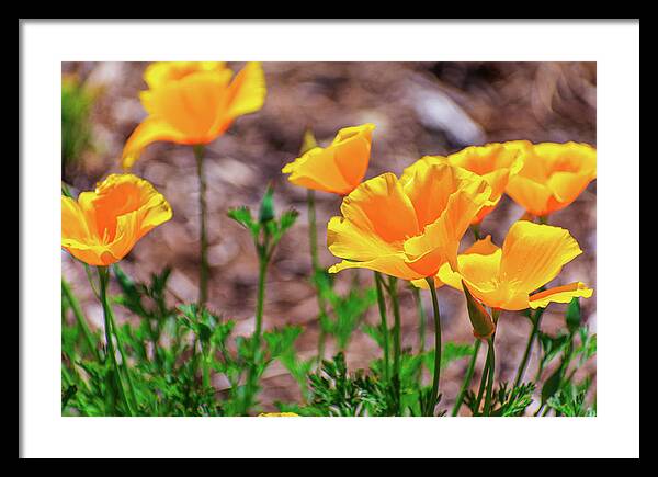 Flowers in Motion - Framed Print