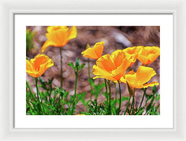 Flowers in Motion - Framed Print