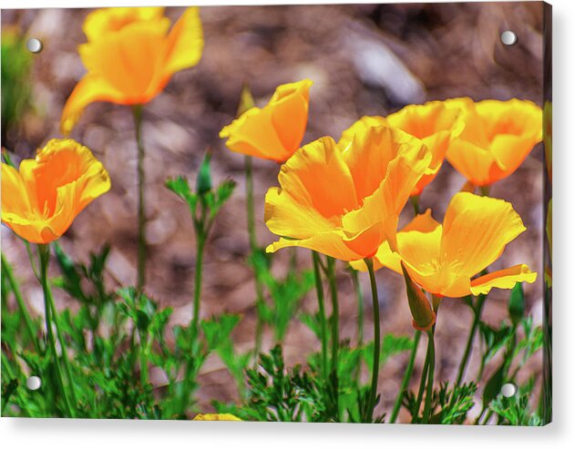Flowers in Motion - Acrylic Print