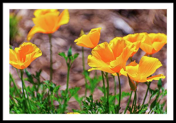 Flowers in Motion - Framed Print