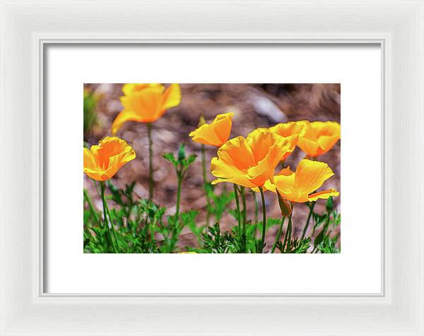 Flowers in Motion - Framed Print