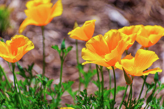 Flowers in Motion - Art Print