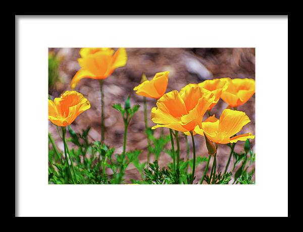 Flowers in Motion - Framed Print