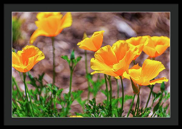 Flowers in Motion - Framed Print