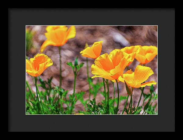 Flowers in Motion - Framed Print