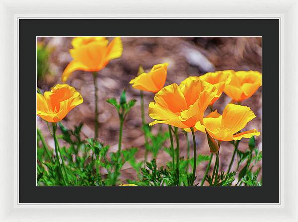 Flowers in Motion - Framed Print