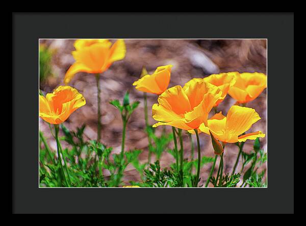 Flowers in Motion - Framed Print