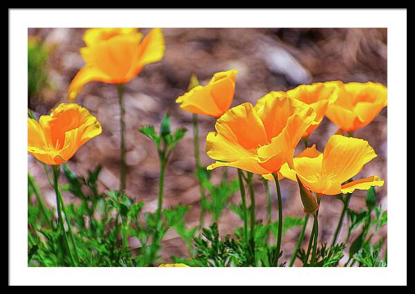 Flowers in Motion - Framed Print