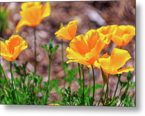 Flowers in Motion - Metal Print