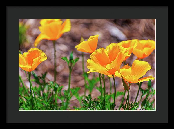 Flowers in Motion - Framed Print